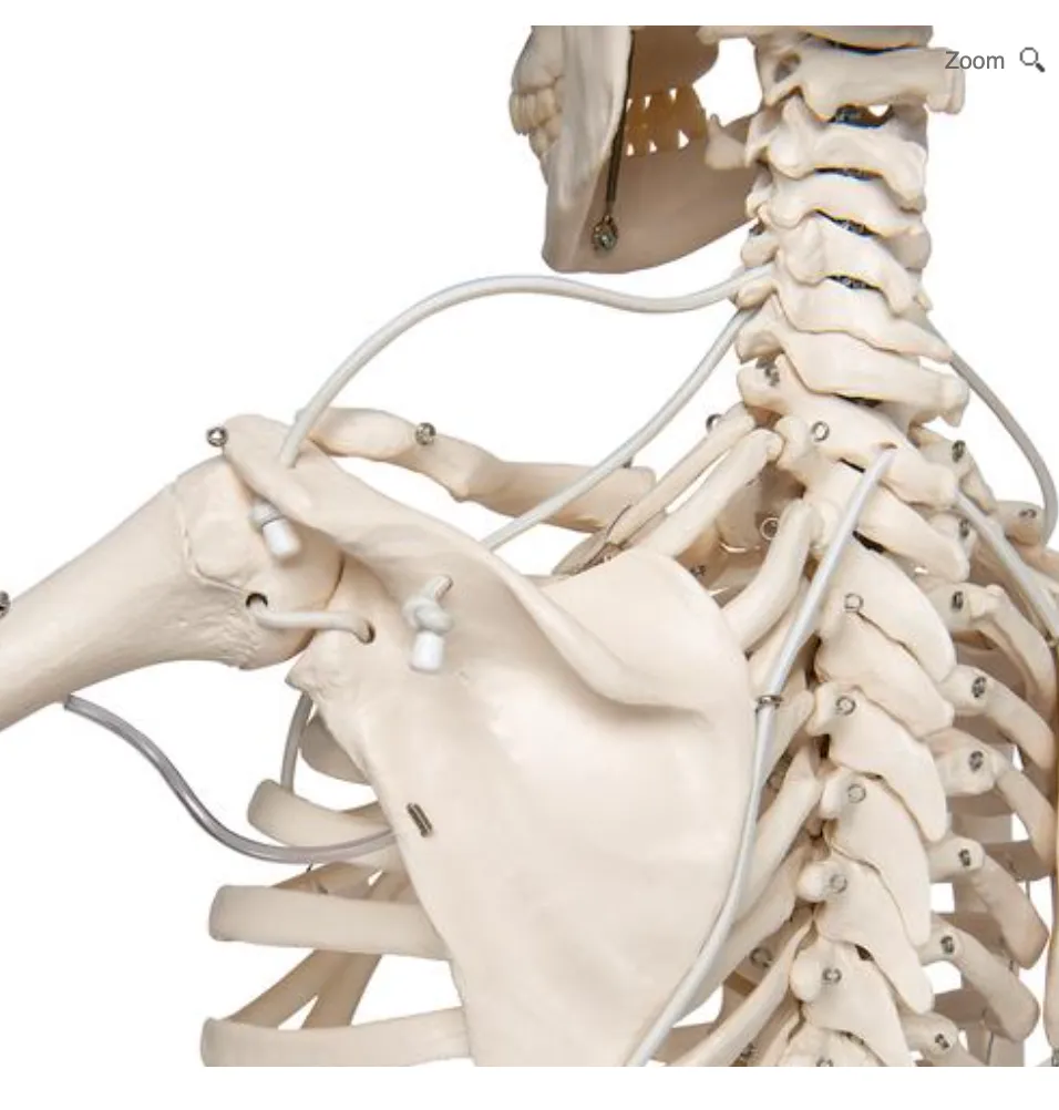 0201-15/3S Budget Physiological Skeleton with hanging white mobile stand